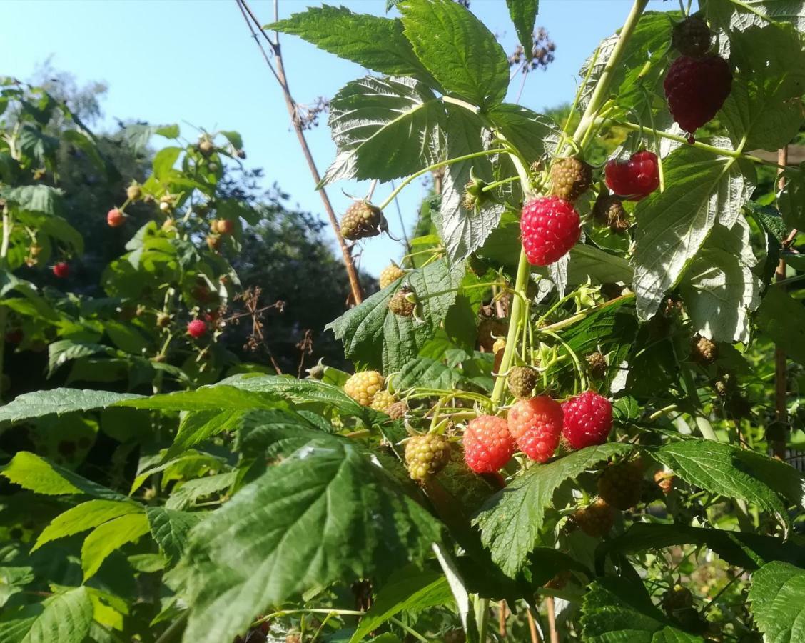 Vegawagen Psyche, Een Sprookje In Coevorden Exteriör bild